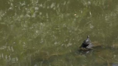 Kırmızı kulaklı sürgülü kaplumbağa, Trachemys scripta elegans düzenli olarak güneşlenmek zorunda onun sıcaklığını düzenlemek için, Tayvan-Dan başkenti Taipei Daan Orman Parkı 'ndaki göl