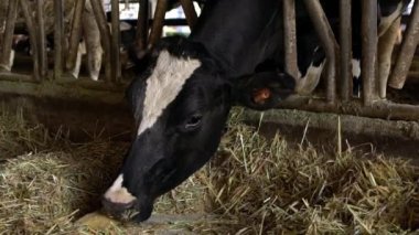 Bir mandıranın ahırında yavaş bir inek hareketi. Holstein inek beslemesi. Tarım endüstrisi, tarım ve hayvancılık kavramı. Süt fabrikasındaki inek ahırında sığır sürüsü. Sığır otlayan-Dan