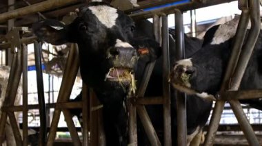 Bir mandıranın ahırında yavaş bir inek hareketi. Holstein inek beslemesi. Tarım endüstrisi, tarım ve hayvancılık kavramı. Süt fabrikasındaki inek ahırında sığır sürüsü. Sığır otlayan-Dan