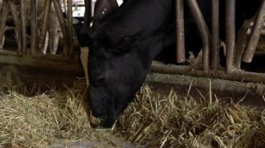 Bir mandıranın ahırında yavaş bir inek hareketi. Holstein inek beslemesi. Tarım endüstrisi, tarım ve hayvancılık kavramı. Süt fabrikasındaki inek ahırında sığır sürüsü. Sığır otlayan-Dan