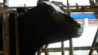 Modern çiftlikte Slow Motion süt ineği. Tarım endüstrisi, tarım ve evcil hayvancılık kavramı. Bir mandıranın ahırında sığır inekleri. İnek ahırındaki inek sürüsü - Dan