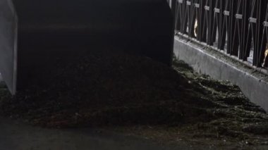 Slow Motion süt çiftçisi modern ahırda traktör kullanıyor. Çiftlikteki çiftlik hayvanlarıyla köylü işi. Çiftlikte sığır besleyen balyaları taşımak için hidrolik kaldıracı olan bir traktör.