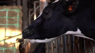 Bir mandıranın ahırında yavaş bir inek hareketi. Holstein inek beslemesi. Tarım endüstrisi, tarım ve hayvancılık kavramı. Süt fabrikasındaki inek ahırında sığır sürüsü. Sığır otlayan-Dan