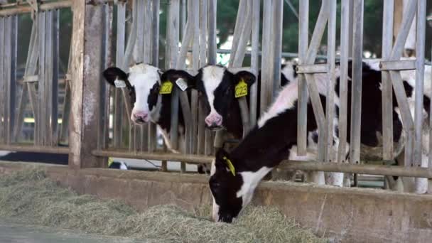 現代の農場でスローモーション牛乳牛 国内の動物飼育の概念 酪農場の納屋で牛 牛乳工場で牛の群れ — ストック動画