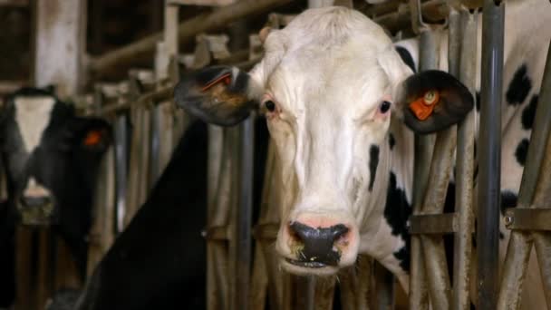 現代の農場でスローモーション牛乳牛 国内の動物飼育の概念 酪農場の納屋で牛 牛乳工場で牛の群れ — ストック動画