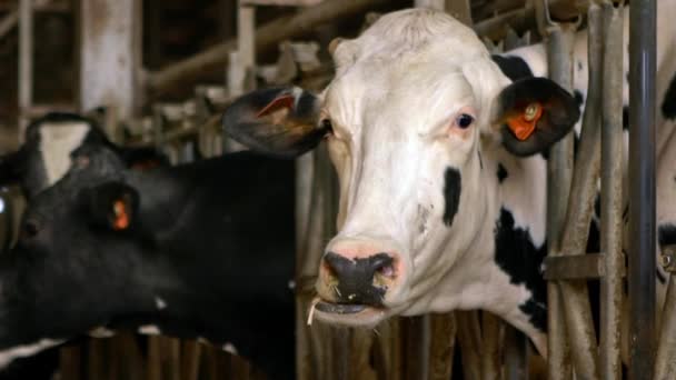 酪農場の納屋での牛のスローモーション ホルシュタイン牛の給餌 畜産の概念 酪農牛乳工場で牛の群れ 牛の放牧 — ストック動画