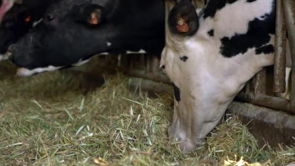 Trage Beweging Van Melkkoe Voederproces Moderne Boerderij Huisdieren Die Hooi — Stockvideo