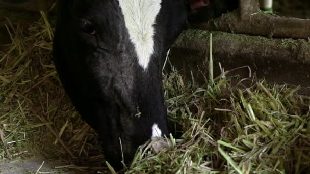 奶牛在奶牛场谷仓的慢动作 荷尔斯泰因奶牛喂奶农业 农业和畜牧业概念 在牛奶厂的牛棚里成群的奶牛 奶牛放牛 — 图库视频影像