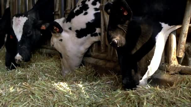 Slow Motion of milk cow feeding process on modern farm. Domestic animals eating hay in barn. Agricultural industry, farming and animal husbandry concept. Cattle cows grazing on modern farm-Dan — Stock Footage Slow Motion Milk Cow Feeding Process Modern Farm Domestic Animals Stock Video