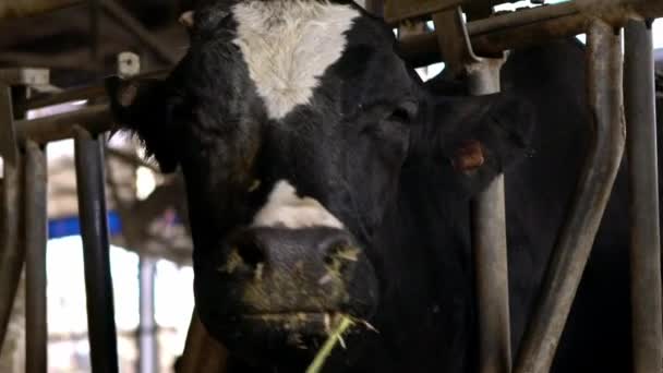 近代的な農場で牛乳牛の給餌プロセスを閉じるのスローモーション 家畜は納屋で干し草を食べる 畜産の概念 牧場での牛の放牧ダン — ストック動画