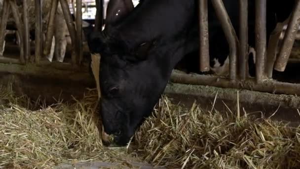 Lassú Tehénmozgás Egy Tejgazdaság Istállójában Holstein Tehén Etetés Mezőgazdasági Ipar — Stock videók