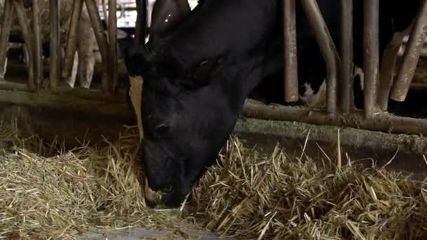 Mouvement lent de la vache dans la grange d'une ferme laitière. Holstein se nourrit de vaches. Industrie agricole, agriculture et élevage concept. Troupeau de vaches dans une étable sur une usine laitière. Bovins vaches pâturage-Dan 