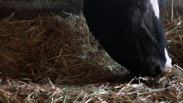 Mouvement lent de la vache en gros plan dans la grange de la ferme laitière. Les vaches Holstein se nourrissent. Industrie agricole, agriculture et élevage concept. Troupeau de vaches dans une étable à lait. Bovins vaches pâturage-Dan 