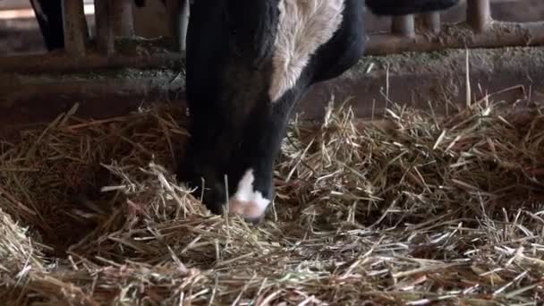 Trage Beweging Van Melkkoe Voederproces Moderne Boerderij Huisdieren Die Hooi — Stockvideo