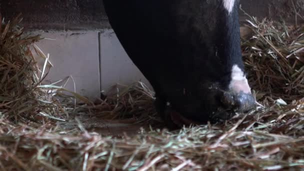 Ralentissement du processus d'alimentation des vaches laitières à la ferme moderne. Animaux domestiques mangeant du foin dans la grange. Industrie agricole, agriculture et élevage concept. Bovins vaches pâturant à la ferme-Dan 
