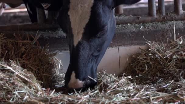 Slow Motion Mucca Nel Fienile Caseificio Alimentazione Vacca Holstein Settore — Video Stock