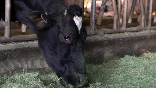 現代の農場での牛乳牛の給餌プロセスのスローモーション 家畜は納屋で干し草を食べる 畜産の概念 現代の農場で牛の放牧 — ストック動画