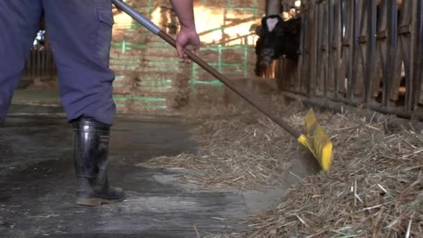 Медленное Движение Молочного Фермера Очищающего Современную Конюшню Время Коровы Едят — стоковое видео