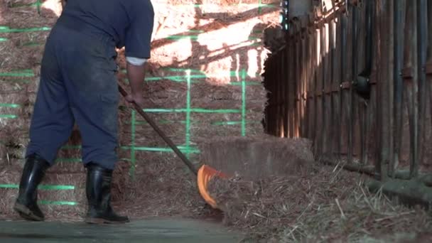 Slow Motion Van Melkveehouder Die Een Moderne Stal Schoonmaakt Terwijl — Stockvideo