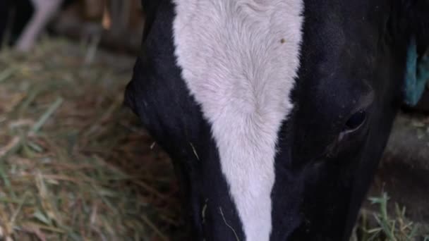 近代的な農場で牛乳牛の給餌プロセスを閉じるのスローモーション 家畜は納屋で干し草を食べる 畜産の概念 牧場での牛の放牧ダン — ストック動画
