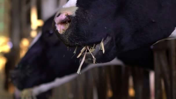 奶牛在奶牛场谷仓的慢动作 荷尔斯泰因奶牛喂奶农业 农业和畜牧业概念 在牛奶厂的牛棚里成群的奶牛 奶牛放牛 — 图库视频影像