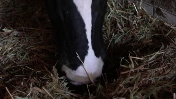 낙농장의 헛간에서 클로즈업 움직임 홀스타인 소들은 먹이를 사육의 개념이다 공장에 — 비디오