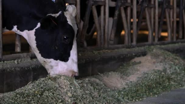 Movimento Lento Processo Alimentação Vacas Leiteiras Fazenda Moderna Animais Domésticos — Vídeo de Stock