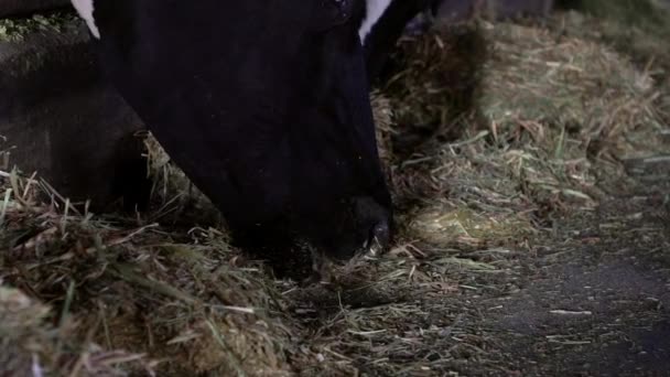 Slow Motion Close Melkkoevoerproces Moderne Boerderij Huisdieren Die Hooi Eten — Stockvideo