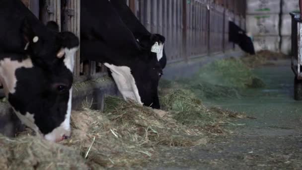 Movimento Lento Vida Cotidiana Para Agricultor Com Vacas Estábulo Moderno — Vídeo de Stock