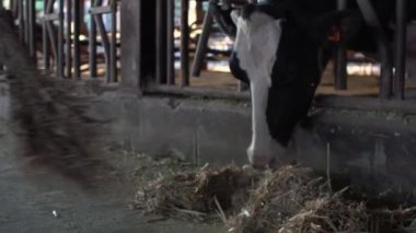 Yavaş hareket eden mandıracı ahırı ahşap süpürgeyle temizlerken inekler yemek yiyor. Ahırda yerleri temizleyen işçiler, inek çiftliğinde canavarları besleyen. Yerli sığırları otla besle - Dan