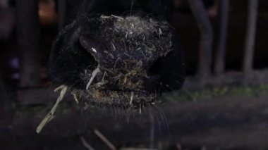 Mandıra çiftliğinin ahırında 