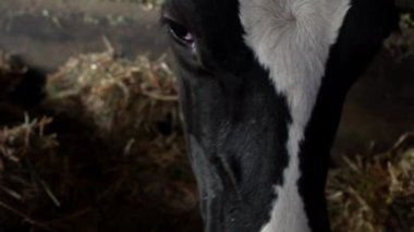 Mandıra çiftliğinin ahırında 