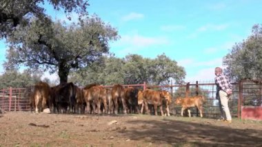 Extremadura, İspanya-08 Aralık 2017: 4K, Kafkasyalı çiftçiler ineklerin yanındaki işyerinde ayakta duruyor ve konuşuyorlar. İnek otlağı İspanya 'da bir tarım çiftliğinde. İspanyol Boğa çayırda ot yiyor