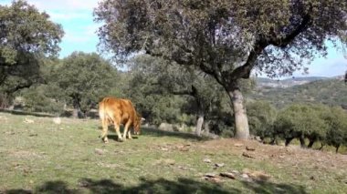 Extremadura, İspanya 'da 4K inek yürüyüşü ve otlakları. İspanyol Boğa, kışın her gün tarlada ot yiyor. Tarımsal bir çiftlikte güzel bir çayır.