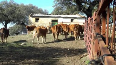 4K, inekler İspanya 'nın tarım çiftliğinde otluyor. İspanyol Boğa, kışın her gün tarlada ot yiyor. Extremadura 'nın dehesa' sında güzel bir çayır. Otlayan inek Dan ile Avrupa 'nın kırsal kesimi