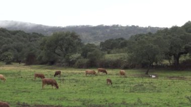 Extremadura, İspanya 'daki Dehesa otlaklarında 4K inek. İspanyol Boğa çimen yiyor. Kışın yağmurlu bir günü.