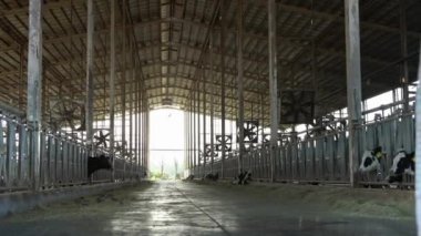 4K, bir mandıranın ahırında inek. Holstein inekleri besleniyor. Tarım endüstrisi, tarım ve hayvancılık kavramı. Süt fabrikasındaki inek ahırında sığır sürüsü. Sığır otlayan-Dan