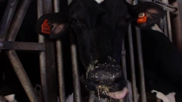 Slow Motion Close Cow Barn Dairy Farm Vacas Holstein Alimentándose — Vídeos de Stock