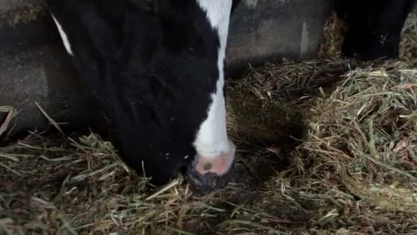 Slow Motion Close Melkkoevoerproces Moderne Boerderij Huisdieren Die Hooi Eten — Stockvideo