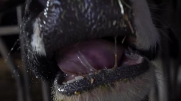 Vache Laitière Slow Motion Ferme Moderne Industrie Agricole Élevage Élevage — Video