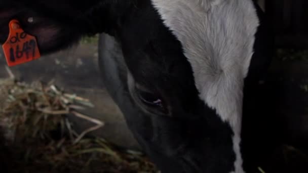 Ralentissement du processus d'alimentation des vaches laitières à la ferme moderne. Animaux domestiques mangeant du foin dans la grange. Industrie agricole, agriculture et élevage concept. Bovins vaches pâturant à la ferme-Dan 