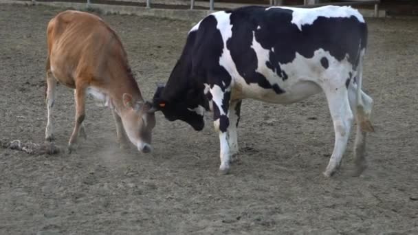 茶色の若い牛や牛の愛を作るのスローモーション ブルは遊び心のある摩擦ヘッドによって牛の愛を得ようとしています 頭ダンに遊び心を持って戦う2頭の牛 — ストック動画
