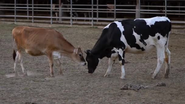 Yavaş Hareket Eden Kahverengi Boğa Inek Sevişiyor Boğa Şakacı Kafalar — Stok video