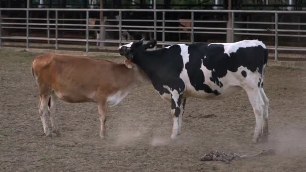 Pomalý Pohyb Hnědého Mladého Býka Krávy Při Milování Býk Snaží — Stock video