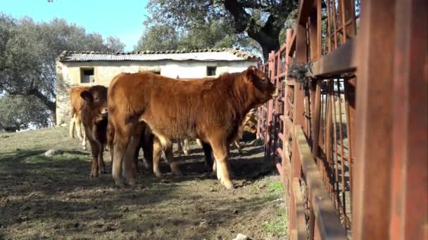 Weiden Kühe Auf Einem Landwirtschaftlichen Bauernhof Spanien Der Spanische Stier — Stockvideo