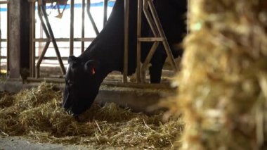 4K, modern çiftlikte süt ineği besleme işlemi. Ahırda saman yiyen evcil hayvanlar. Tarım endüstrisi, tarım ve hayvancılık kavramı. Modern çiftlik Dan 'inde otlayan sığır inekleri