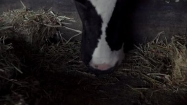 4K, mandıra çiftliğinin ahırında ineğe yakın çekim. Holstein inekleri besleniyor. Tarım endüstrisi, tarım ve hayvancılık kavramı. Süt fabrikasındaki inek ahırında sığır sürüsü. Sığır otlayan-Dan