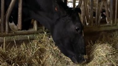 Mandıra çiftliğindeki inek. Holstein inekleri besleniyor. Tarım endüstrisi, tarım ve hayvancılık kavramı. Süt fabrikasındaki inek ahırında sığır sürüsü. Sığır otlayan-Dan