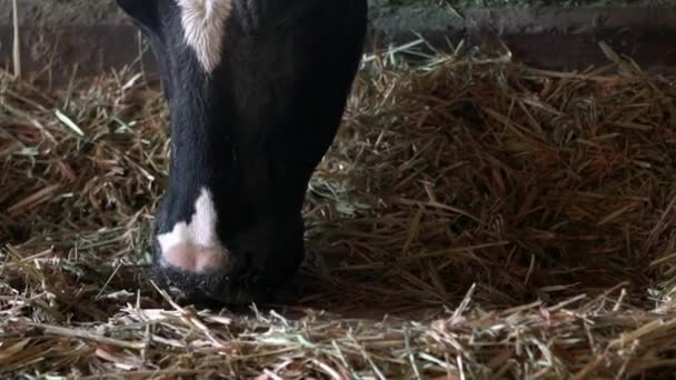 Processus d'alimentation des vaches laitières sur la ferme moderne. Animaux domestiques mangeant du foin dans la grange. Industrie agricole, agriculture et élevage concept. Bétail vaches pâturage sur la ferme moderne-Dan 