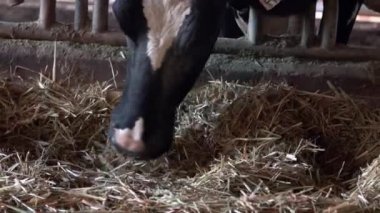 Mandıra çiftliğindeki inek. Holstein inekleri besleniyor. Tarım endüstrisi, tarım ve hayvancılık kavramı. Süt fabrikasındaki inek ahırında sığır sürüsü. Sığır otlayan-Dan